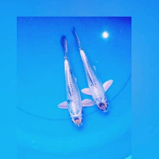 Duo kiko