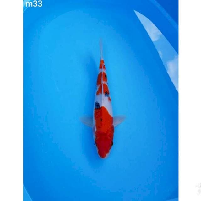 SANKE 33CM