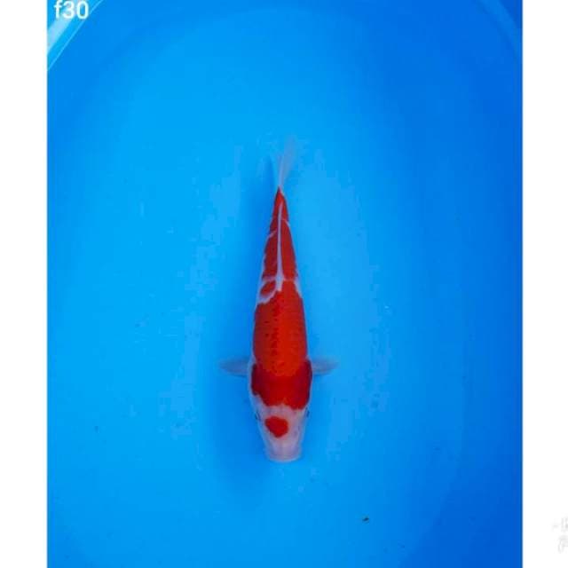 KOHAKU MERAH 30CM