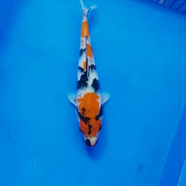 Showa sansoku25cm