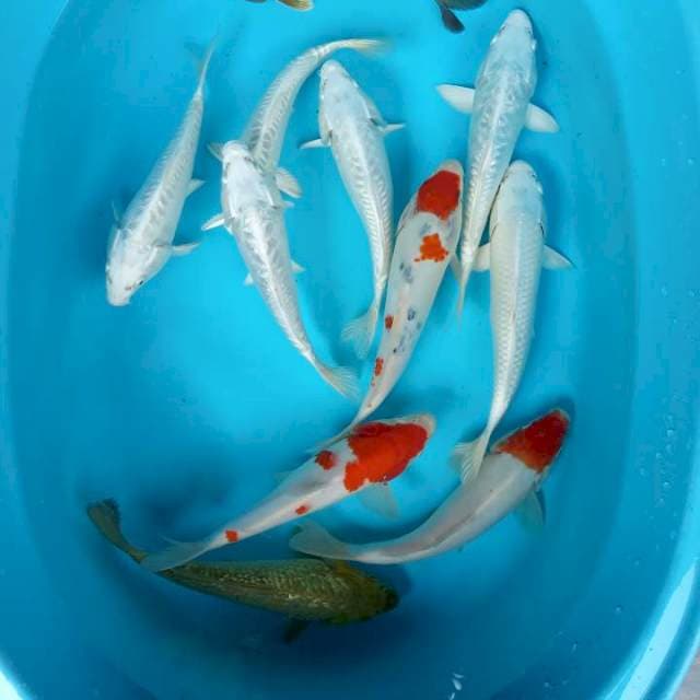 platinum midoro kohaku sanke