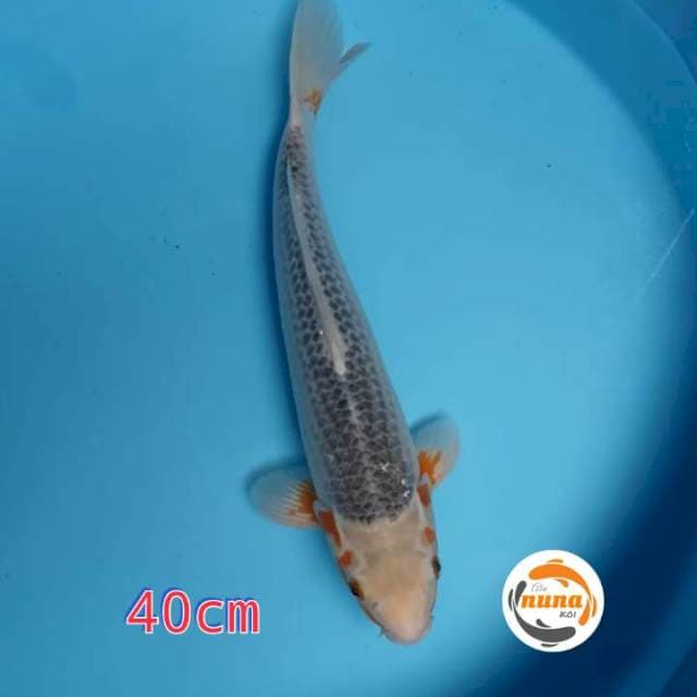 Asagi Damiri 40 cm Joss