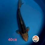 Asagi Damiri 40 cm Joss