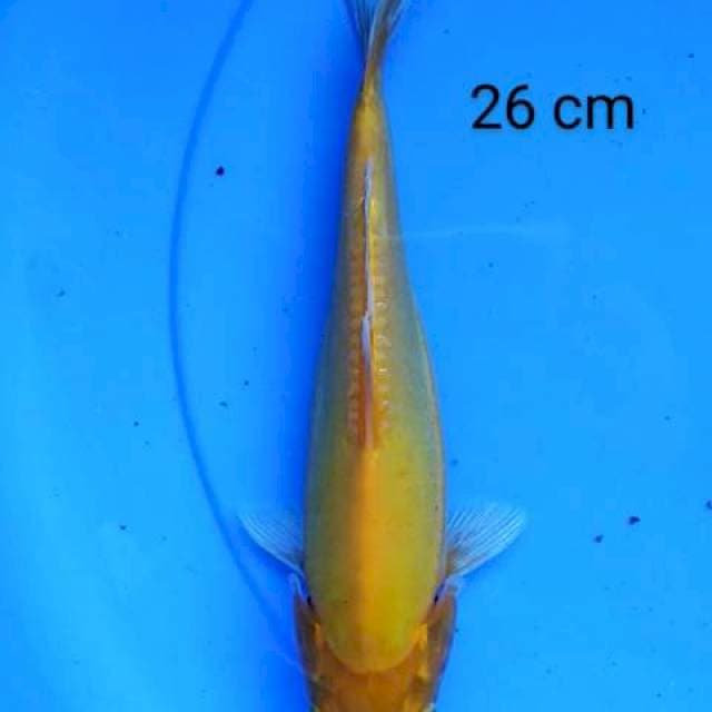 Benigoi 26 cm