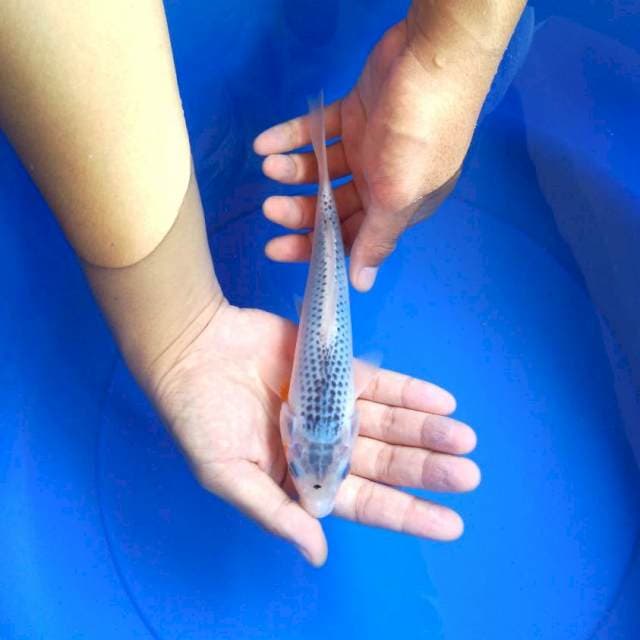 Asagi 20 cm