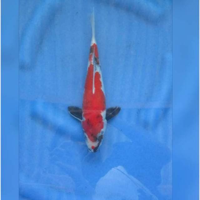 F1 SUPER RED SHOWA TATEGOI