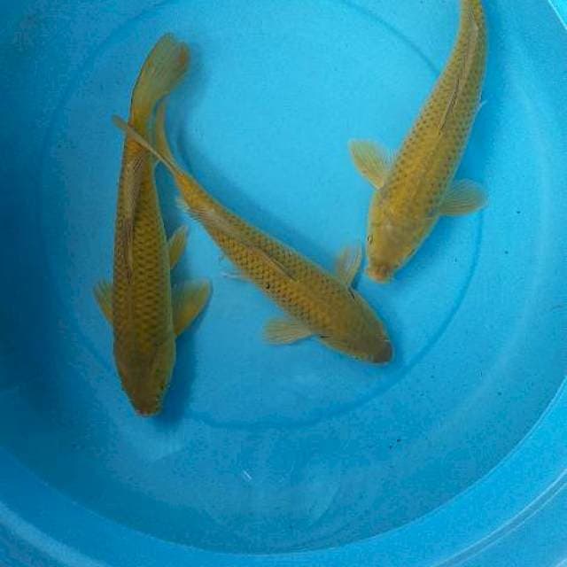 Mix caghoi midhori 3 ekor