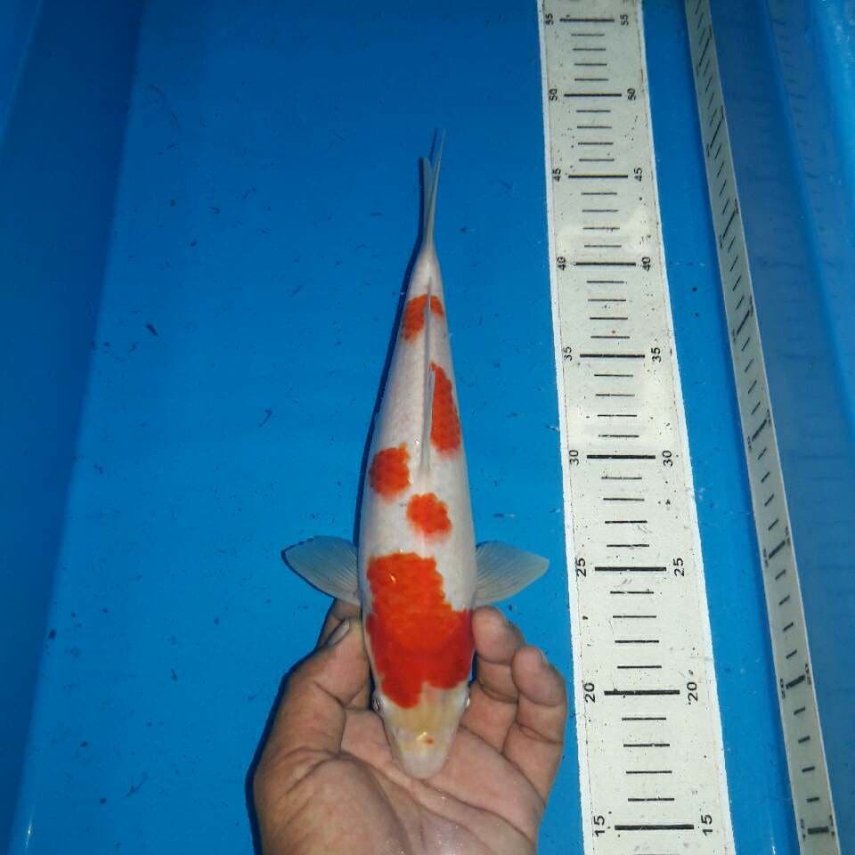 Kohaku