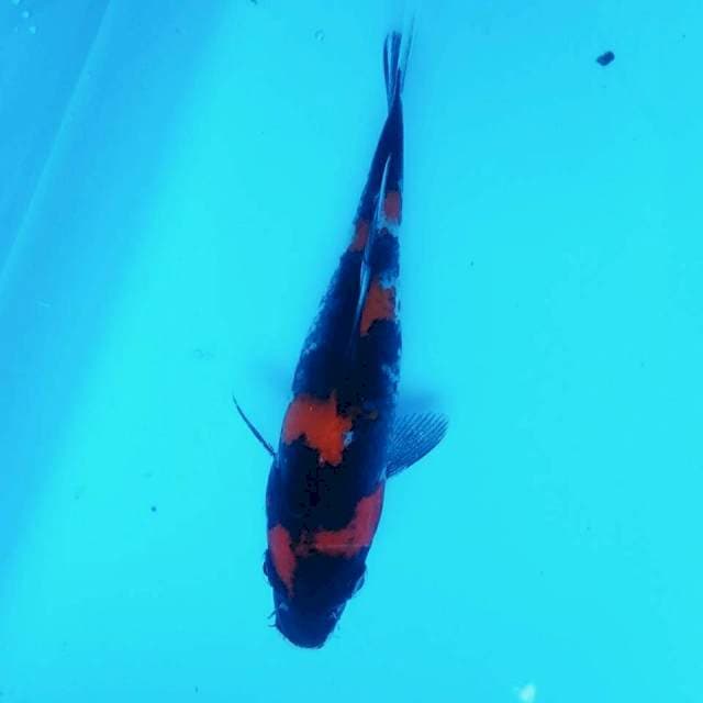 Chimera 5