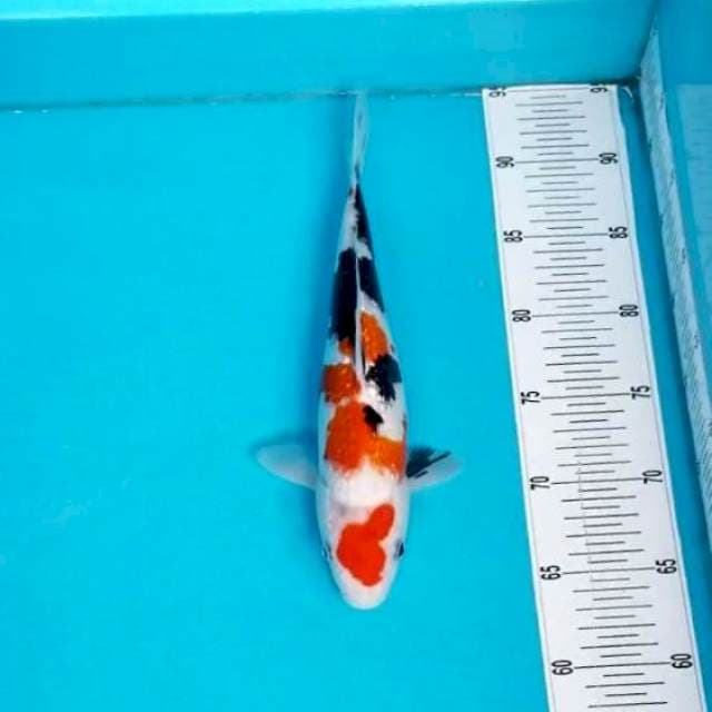 KINGINRIN 30 CM