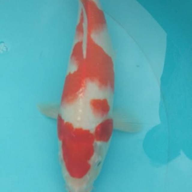Kohaku