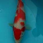 Kohaku