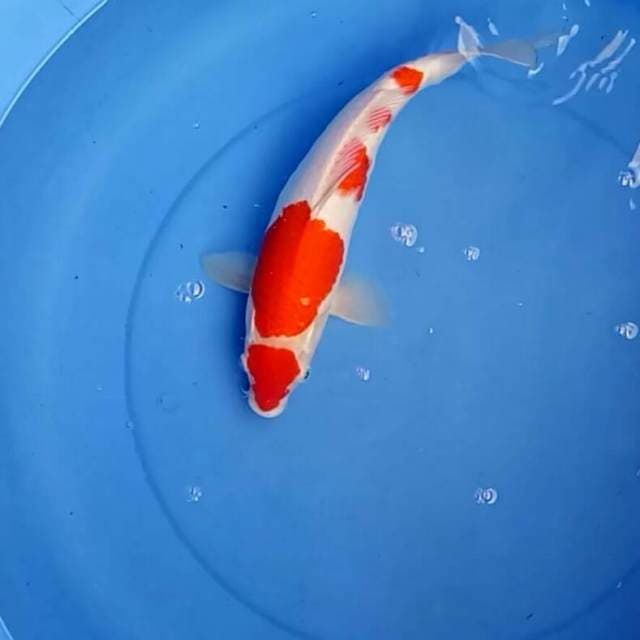 Maruten Kohaku Ciamik 
