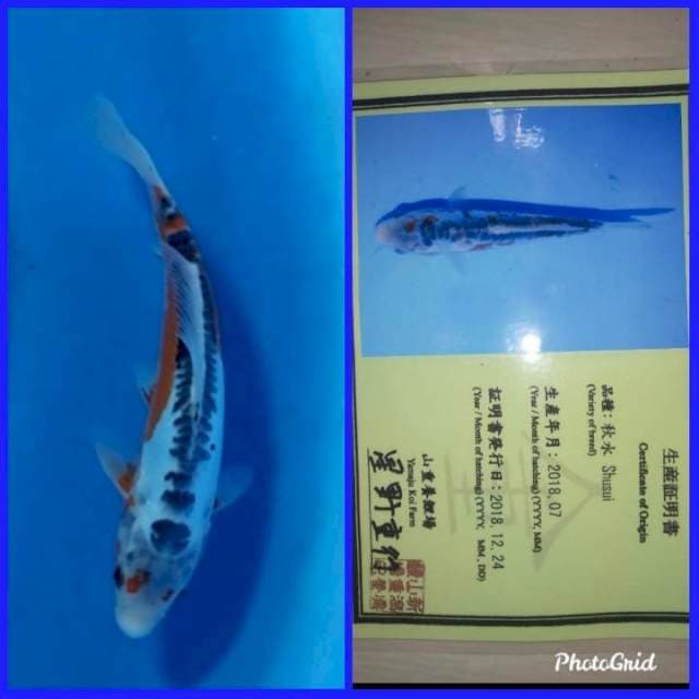 Shusui serty 