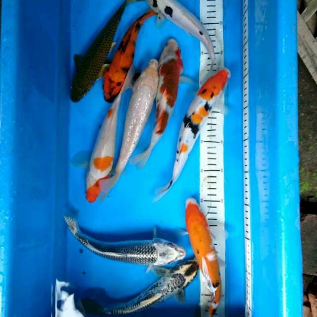 PAKET MIX 10EKOR