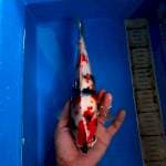 Kindai Showa 27 cm