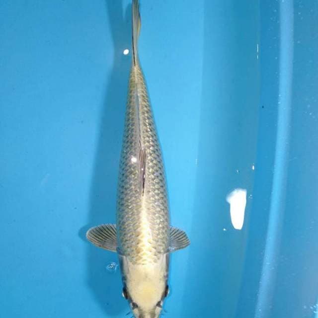 Mukasi 