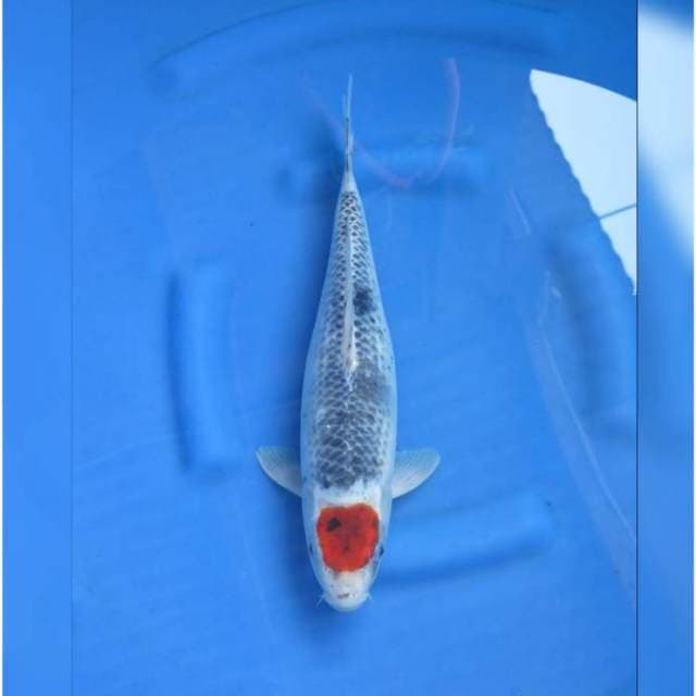 RED TANCHO GOSHIKI ORIGINAL