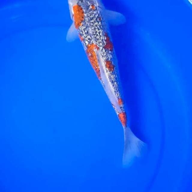 Kawari 29 cm