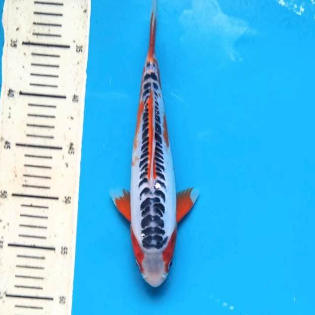 Striping Hanna shusui 27cm / Male
