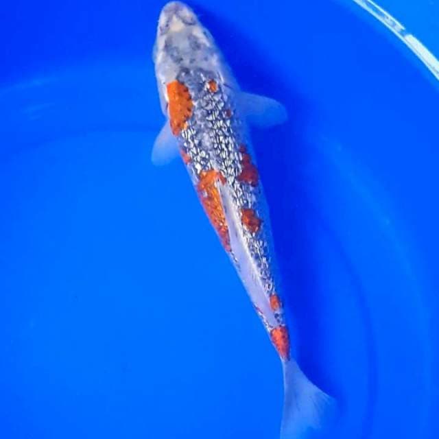 Kawari 29 cm