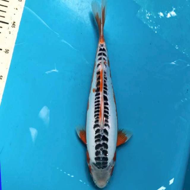 Shusui 34cm Female