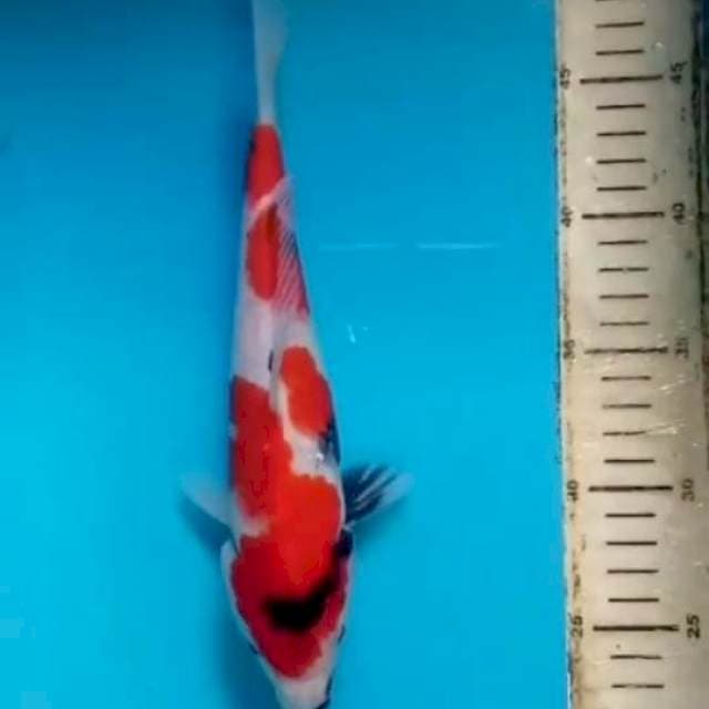 Showa 25 cm