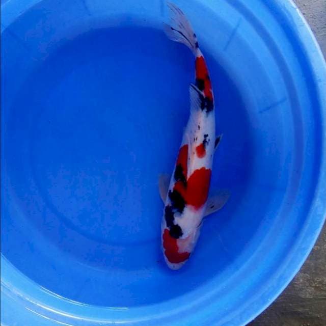 Sanke 35cm male 