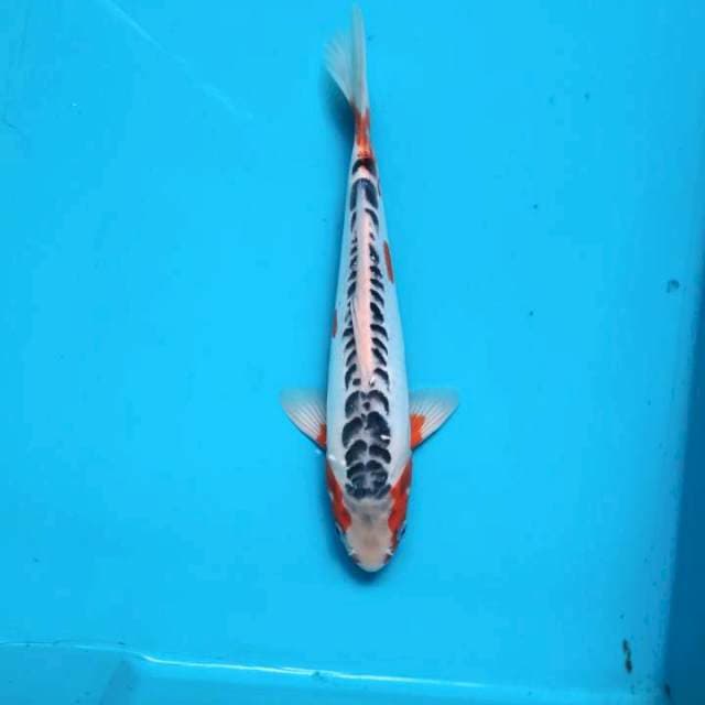 Motoaka shusui 28cm male