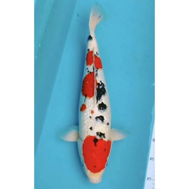 Jumbo Sanke ginrin 