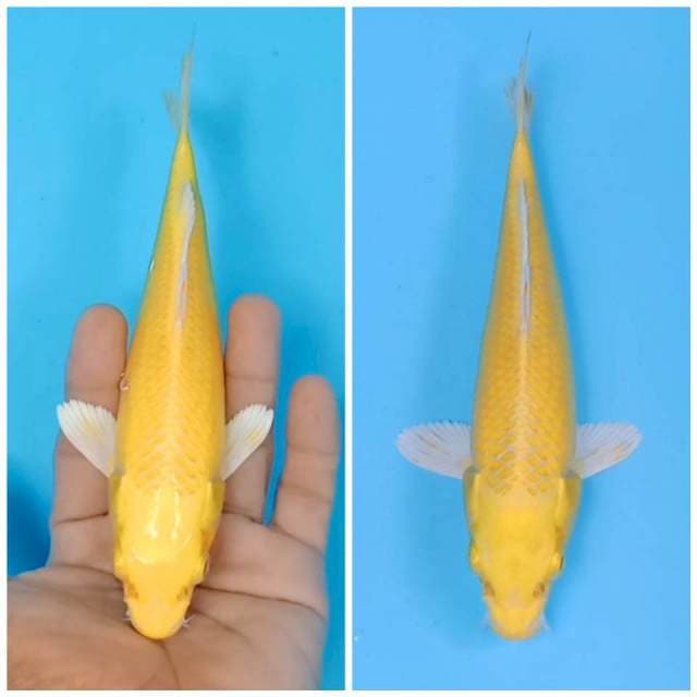 Yamabuki ogon
