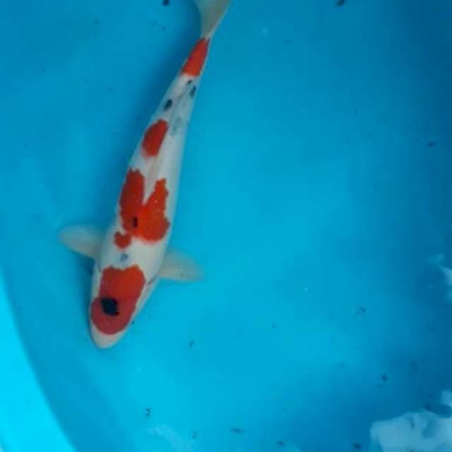 Sanke 32 cm