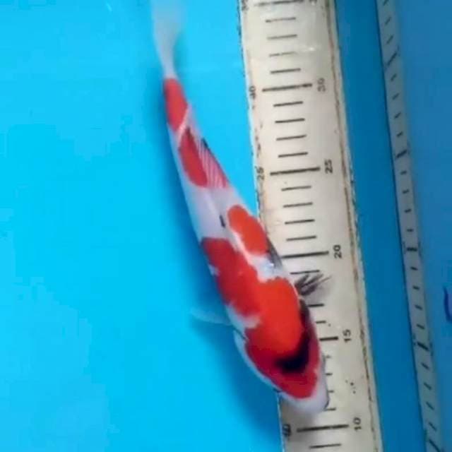 Showa 25 cm