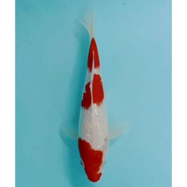 Red Kohaku step ginrin