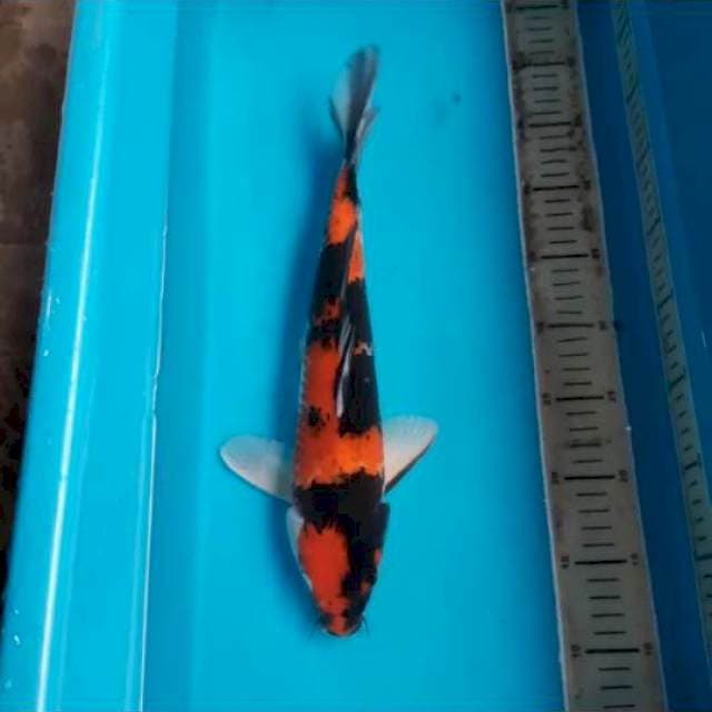 Showa 35cm
