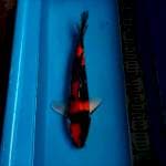 Showa 35cm