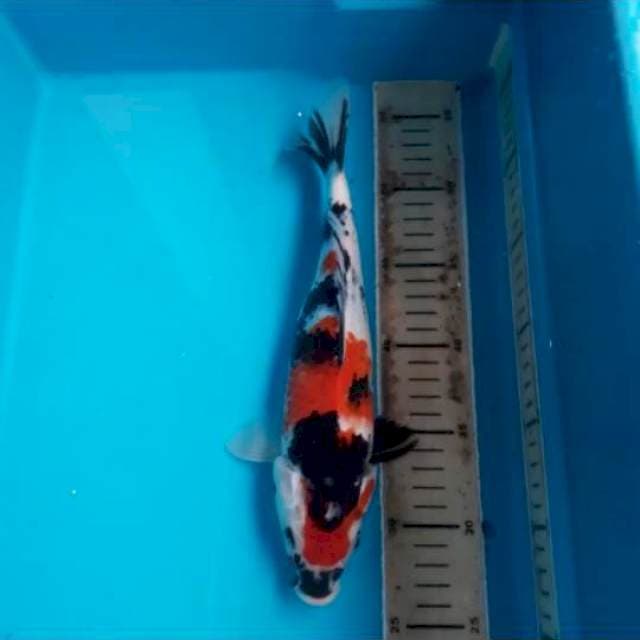 Showa 30 cm