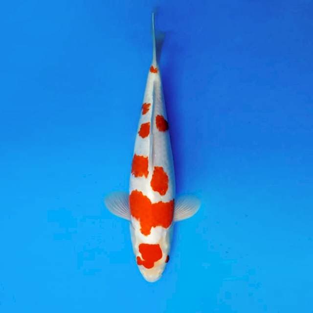 ZENTUARY 4 ~ KOHAKU ™