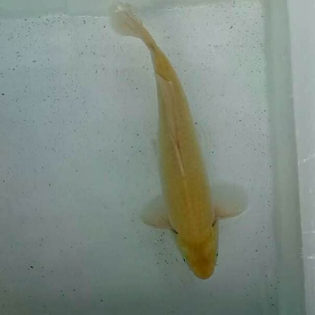 Jumbo Karashi Ciamik