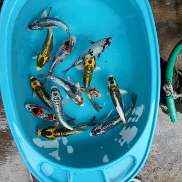 15 ekor mix kabuto