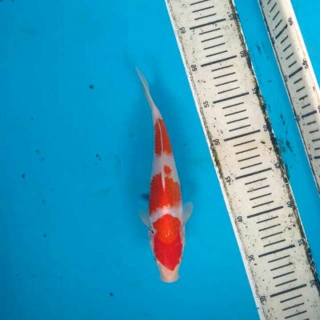 Kohaku step 3