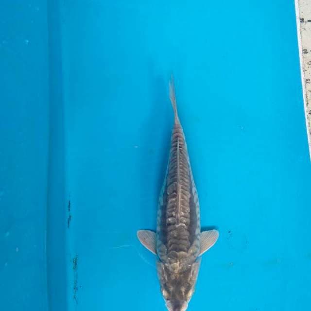 Soragoi sisik naga