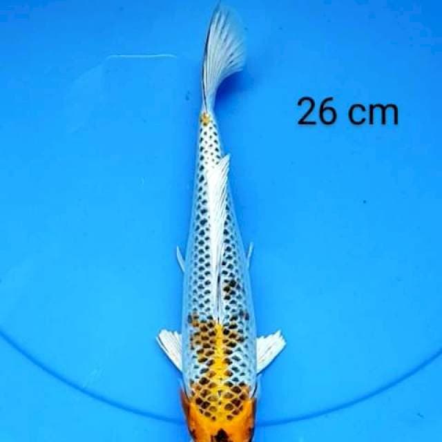 Kujaku 26 cm