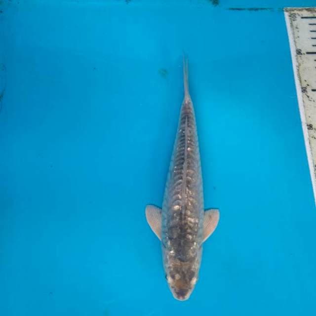 Suragoi ginrin sisik naga