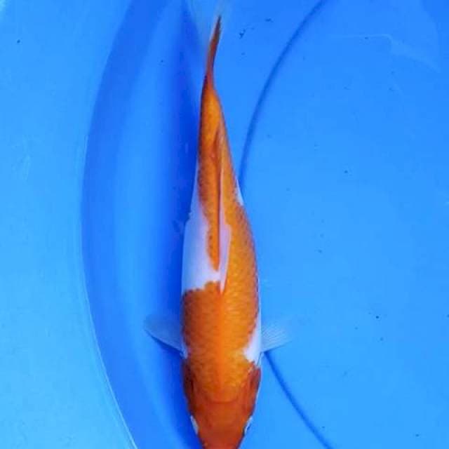 Kohaku 25 cm