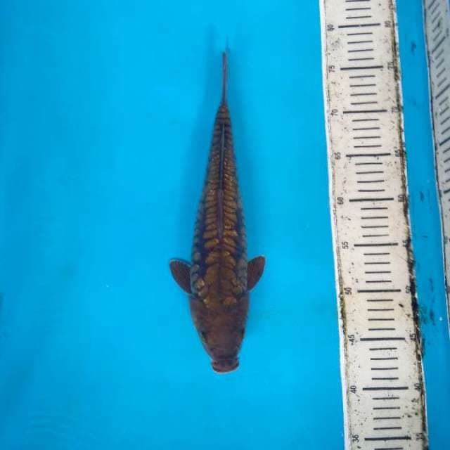 Cagoi tembaga sisik naga ginrin
