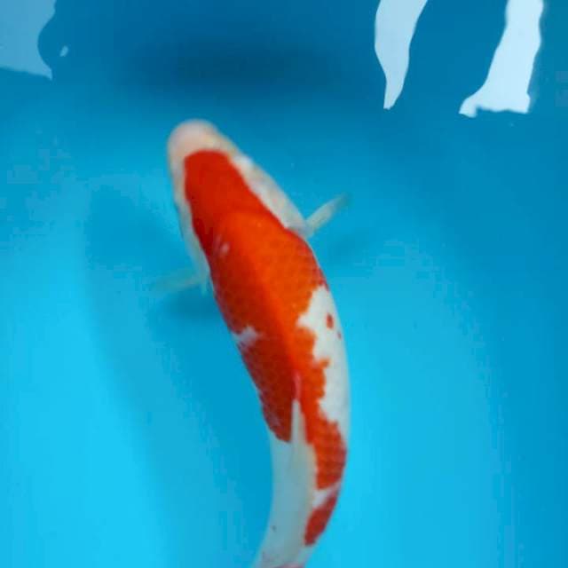 KOHAKU