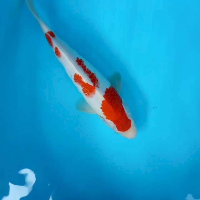 KOHAKU jantan
