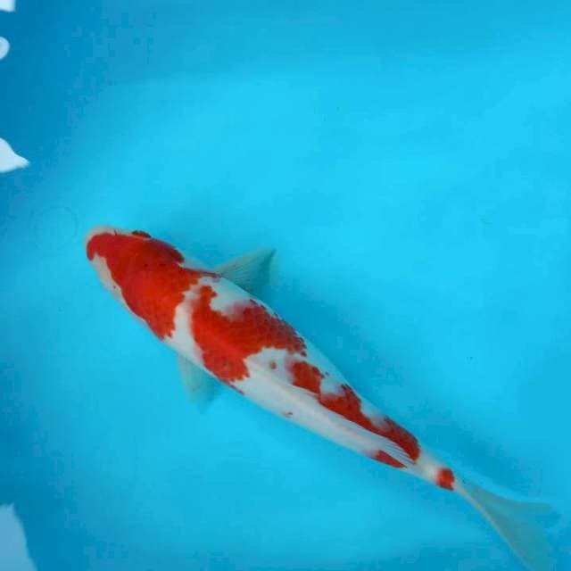 KOHAKU