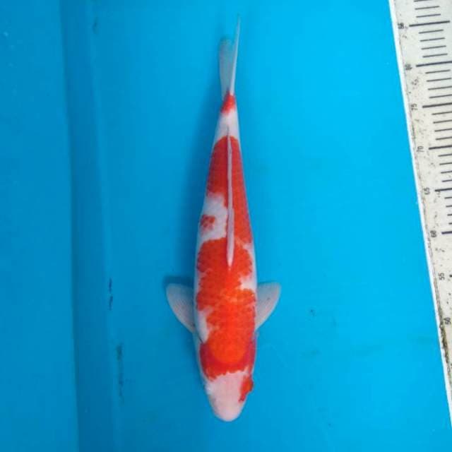 Kohaku pejantan